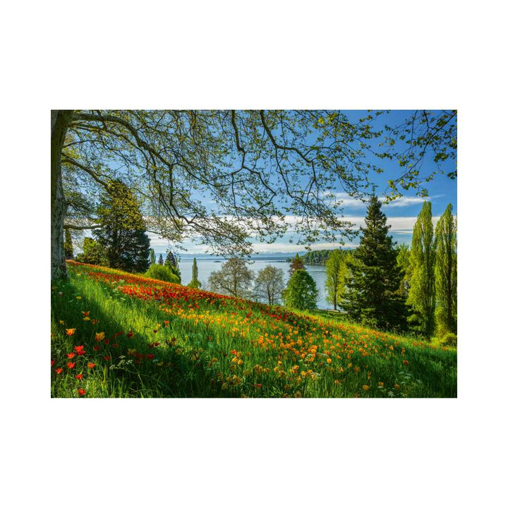 Floraison des tulipes, Île de Mainau (1000 pcs) CASSE-TÊTE - 1000 morceaux