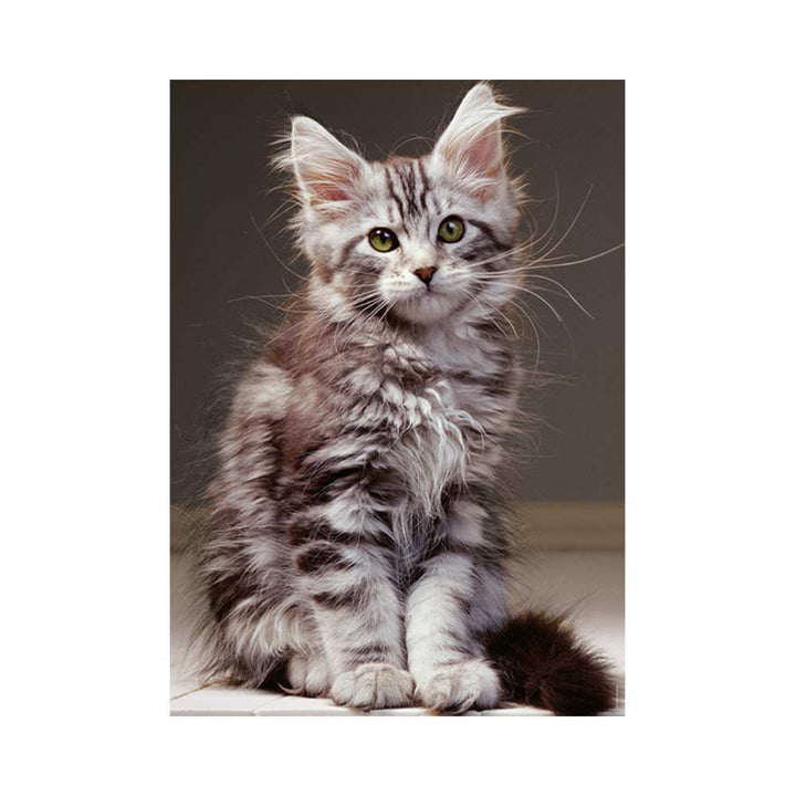 Le chaton Maine Coon (Puzzle 1000 pcs) CASSE-TÊTE - 1000 morceaux