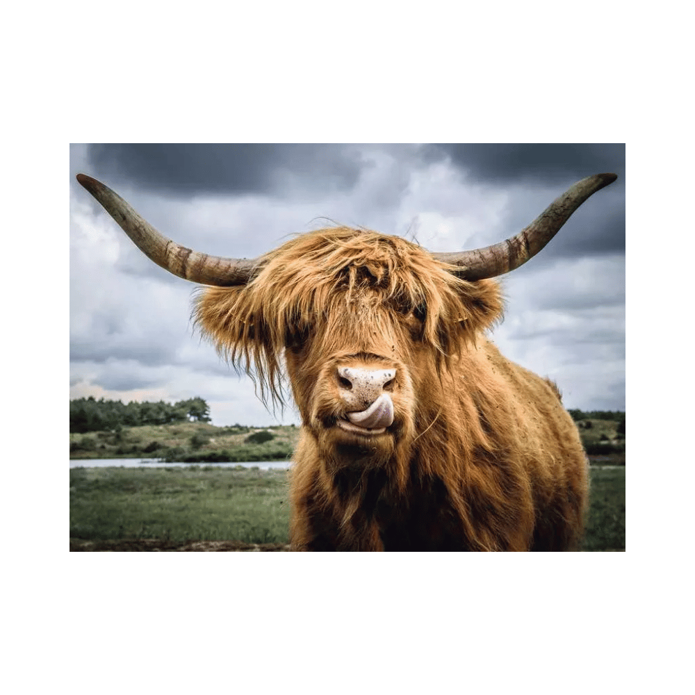 Puzzle Moments: Highland Cattle (Puzzle 300 pcs) CASSE-TÊTE - 300 - 375 morceaux