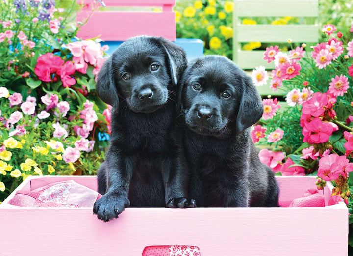 Black Labs in Pink Box (500 pcs) CASSE-TÊTE - 400 - 550 morceaux