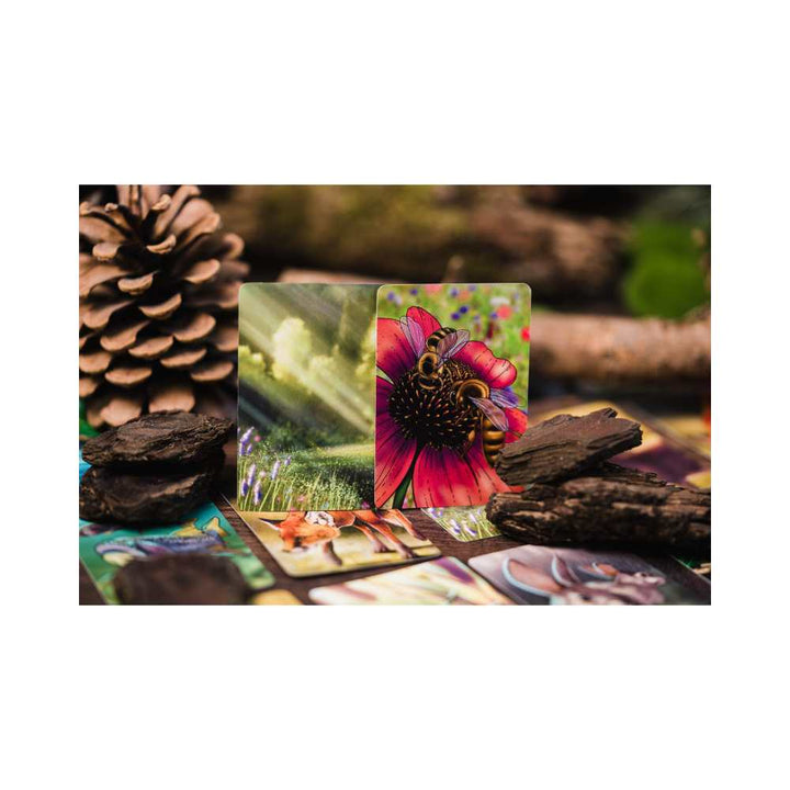 Écosystème - Forêt (FR) JEUX - Famille