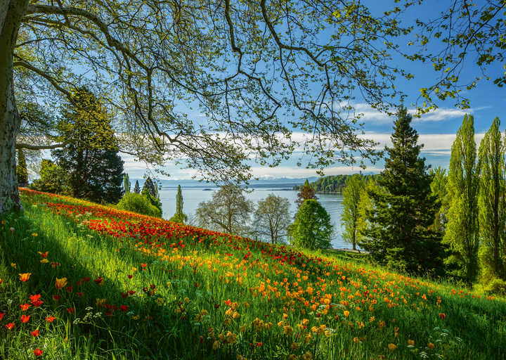 Puzzle Schmidt Spiele Floraison des tulipes, Île de Mainau 1000 pcs