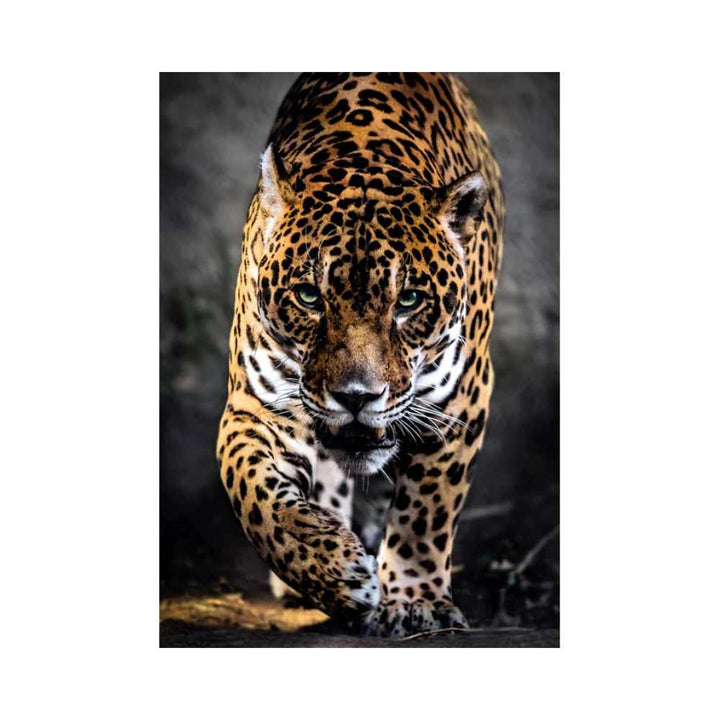 Puzzle Clementoni La marche du jaguar 1000 pcs | Achat en ligne Canada
