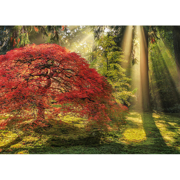 Puzzle Heye Collection Magic Forests Guiding Light 1000 pcs