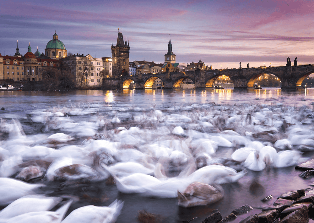 Cygnes à Prague - Christian Ringer (1000 pcs) CASSE-TÊTE - 1000 morceaux