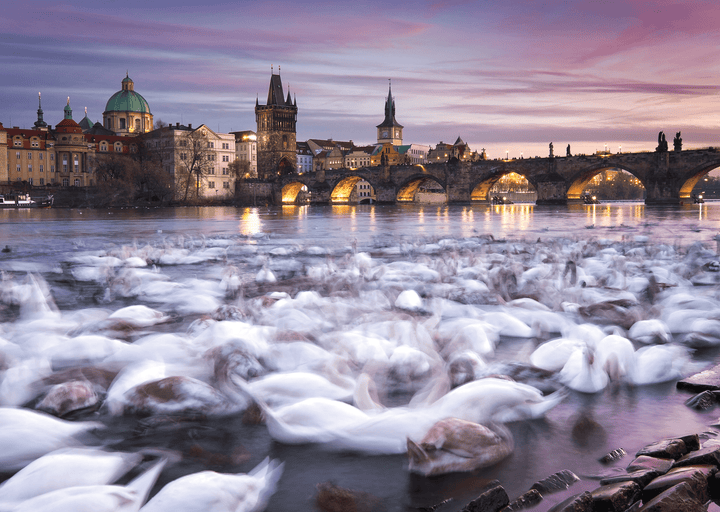 Cygnes à Prague - Christian Ringer (1000 pcs) CASSE-TÊTE - 1000 morceaux
