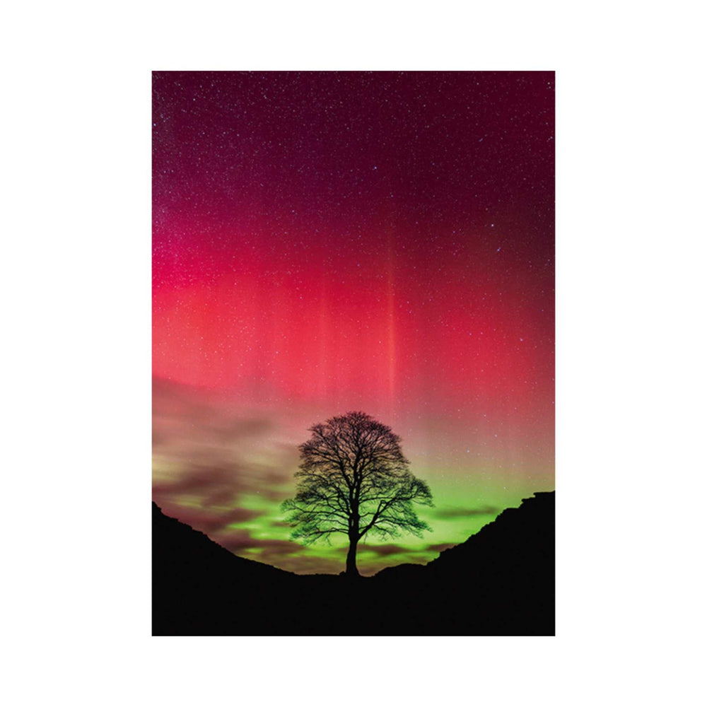 Sycamore Gap, Power of Nature (1000 pcs) CASSE-TÊTE - 1000 morceaux