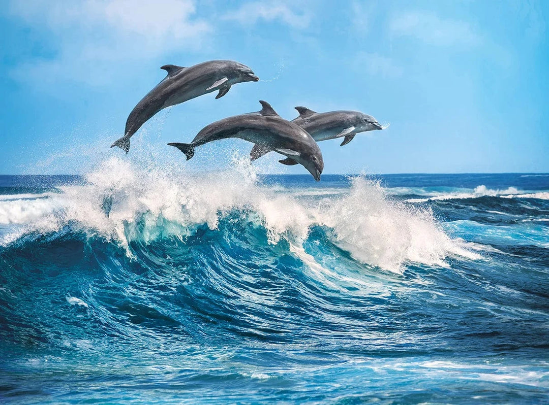 Puzzle 500: Les dauphins CASSE-TÊTE - 400 - 550 morceaux