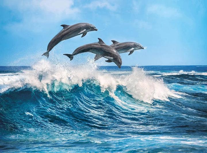 Puzzle 500: Les dauphins CASSE-TÊTE - 400 - 550 morceaux