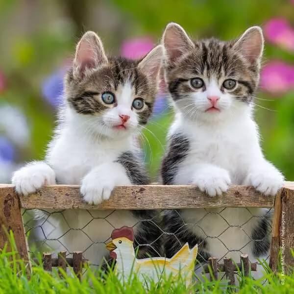 Puzzle 3 x 49: Chatons tigrés CASSE-TÊTE - 50 - 99 morceaux