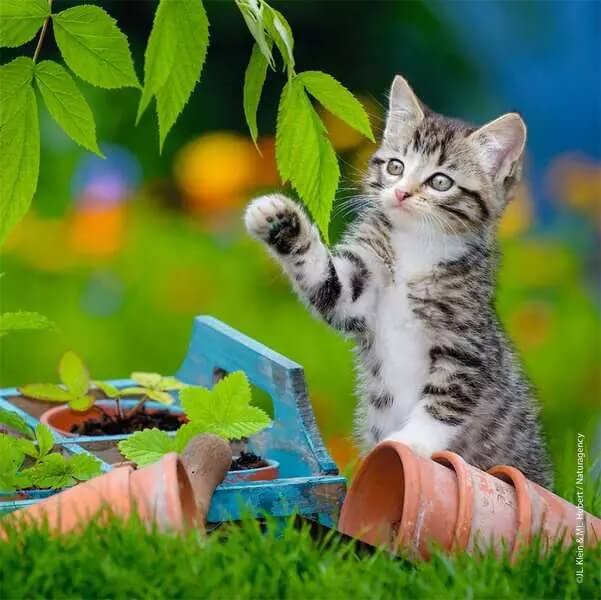 Puzzle 3 x 49: Chatons tigrés CASSE-TÊTE - 50 - 99 morceaux