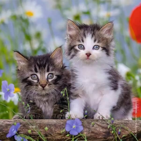 Puzzle 3 x 49: Chatons tigrés CASSE-TÊTE - 50 - 99 morceaux