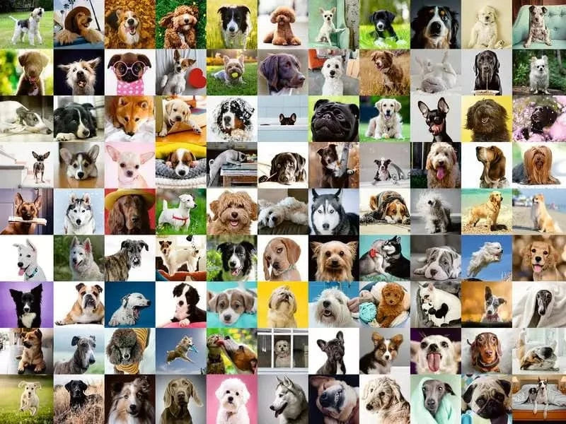 Puzzle 750: 99 Lovable Dogs CASSE-TÊTE - 600 - 900 morceaux