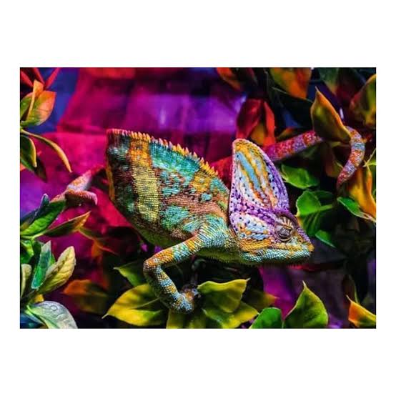 Chameleon (500pcs) CASSE-TÊTE - 400 - 550 morceaux