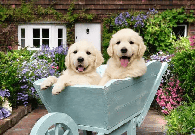 Golden Retriever (Puzzle 200 XL) CASSE-TÊTE - 200 - 275 morceaux