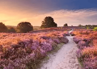 Pink Pathway (1000pcs) CASSE-TÊTE - 1000 morceaux