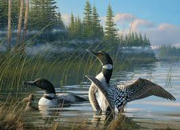 Puzzle 1000: Common Loons CASSE-TÊTE - 1000 morceaux