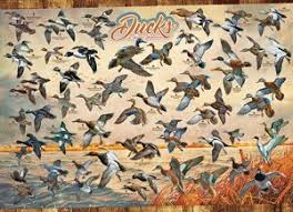 Puzzle 1000: Ducks of North America CASSE-TÊTE - 1000 morceaux
