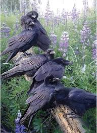 Puzzle 1000: Raven Rendezvous CASSE-TÊTE - 1000 morceaux