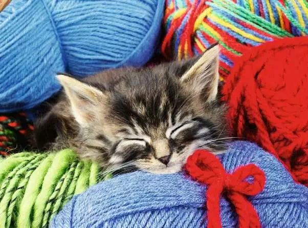 Wool Cat (100 pcs XL) CASSE-TÊTE - 100 - 150 morceaux