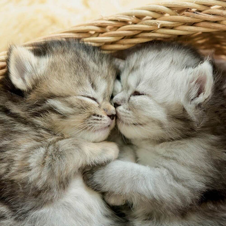Doux chatons casse-tête Educa | Sweet kittens Educa Puzzle buy online