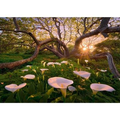 Puzzle 1000: Calla Clearing CASSE-TÊTE - 1000 morceaux